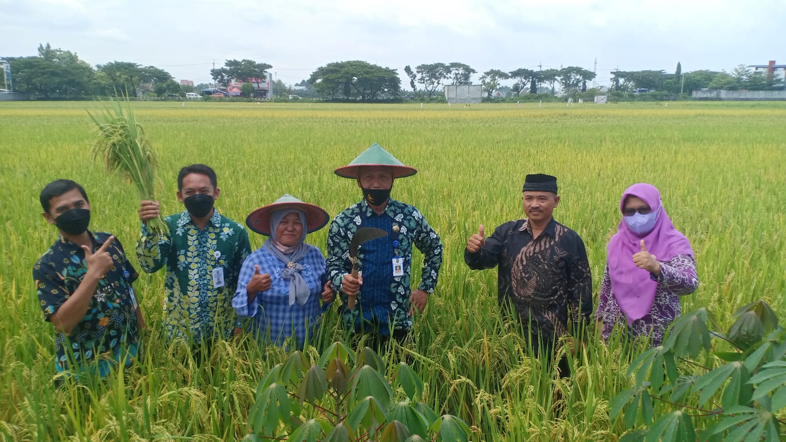 Petani Sogaten Lestarikan Tradisi Methil Padi Jelang Panen.