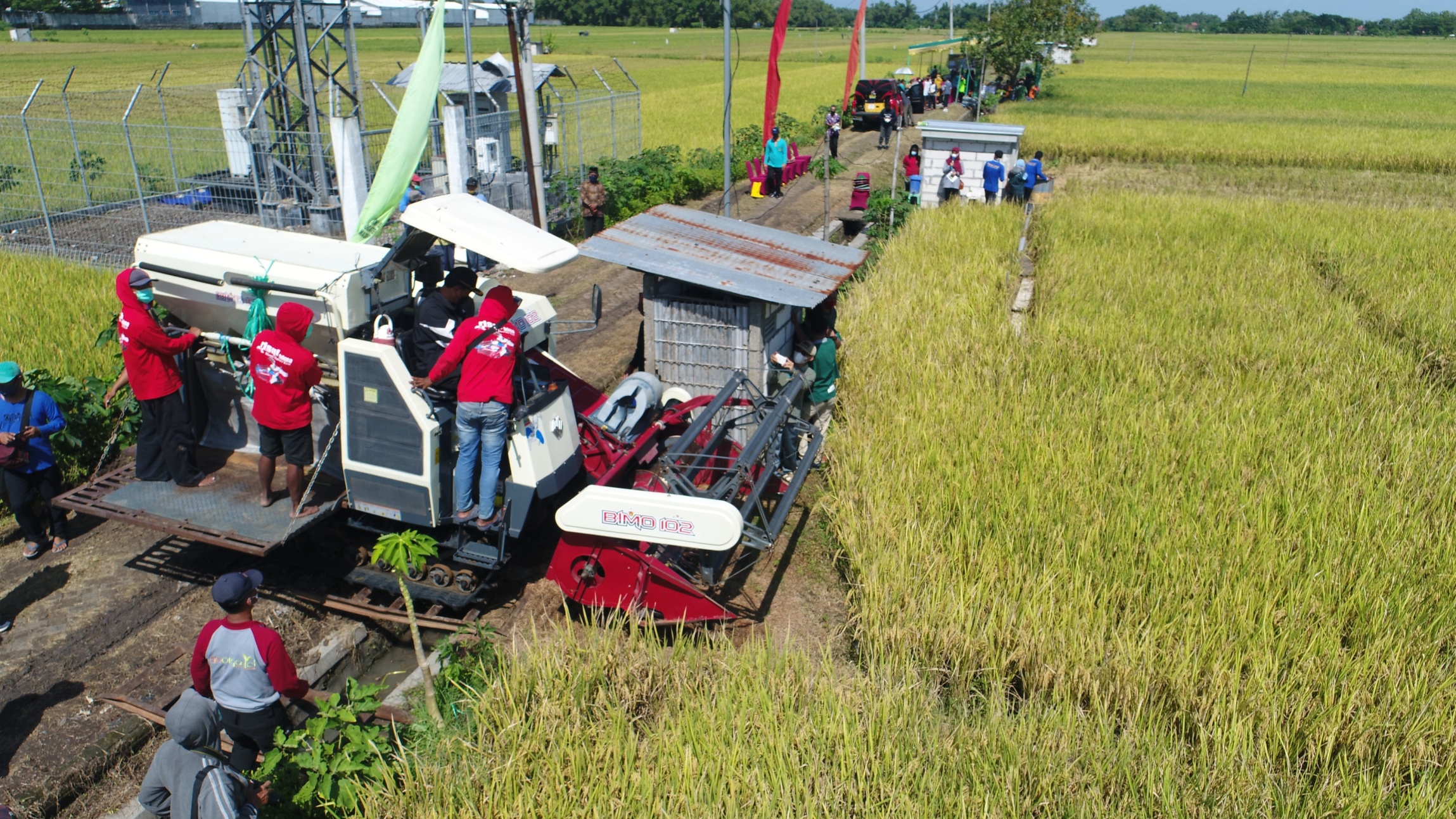 Panen Raya, Wali Kota Maidi Turun ke Sawah Bersama Petani.